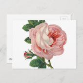 バラはピンク ポストカード (正面/裏面)