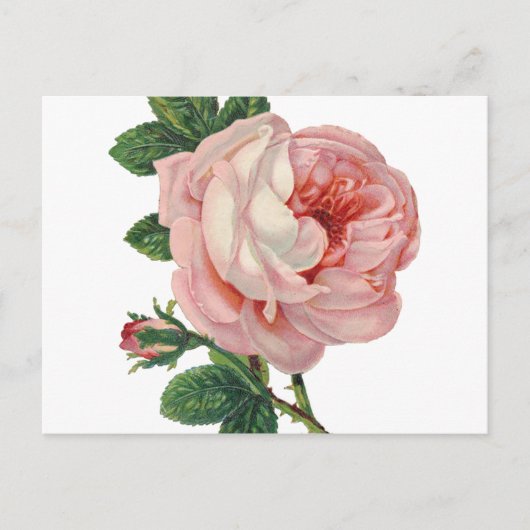 バラはピンク ポストカード (正面)