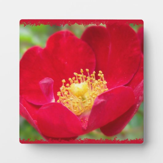 バラは赤い写真プラーク フォトプラーク (正面)