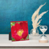 バラは赤い写真プラーク フォトプラーク (インサイチュ)