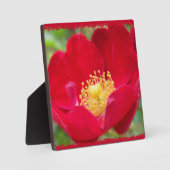 バラは赤い写真プラーク フォトプラーク (正面)