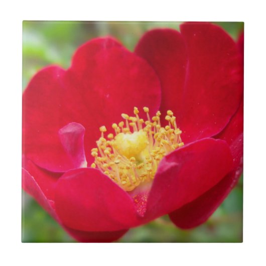 バラは赤い装飾タイル タイル (正面)