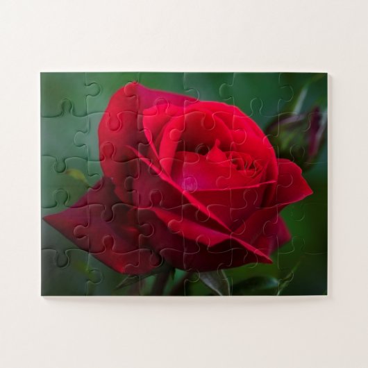 バラは赤11"x14"の簡単 ジグソーパズル (横)