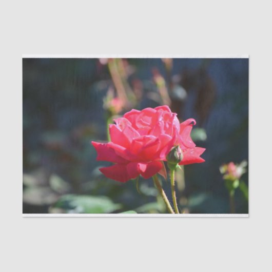 バラはNYの州花です 薄葉紙 (正面)