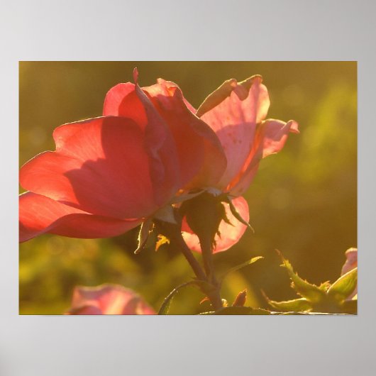 バラアットサンセット ポスター (正面)