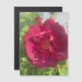 バラアフターレインマグネット (正面/裏面)