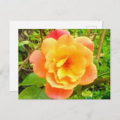 バラアプリコット ポストカード (正面/裏面)