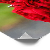 バラアーチの赤いリボンの白い鳩 ポスター (角)