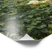 バライン開花とガゼボバラガーデンアットザザ フォトプリント            (角)