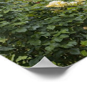 バライン開花とガゼボバラガーデンアットザザ ポスター (角)