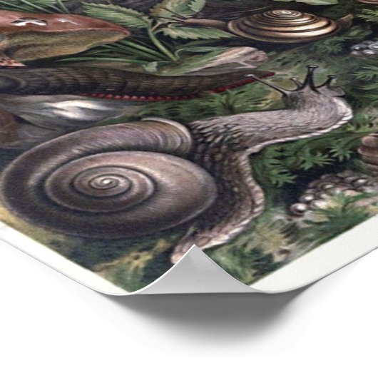 バラエティーオブカタツムリとナメクスコタジェコアアート ポスター (角)