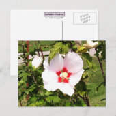 バラオブシャロン開花はがき ポストカード (正面/裏面)