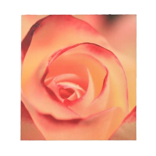 バラオレンジバラブロッサム開花 ノートパッド (正面)