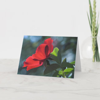 バラカード カード