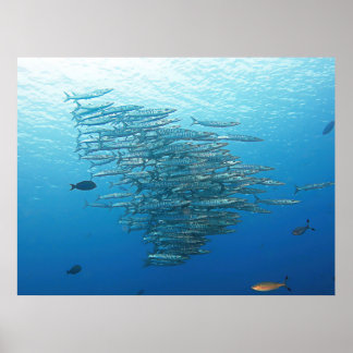 バラクーダパーティー ポスター