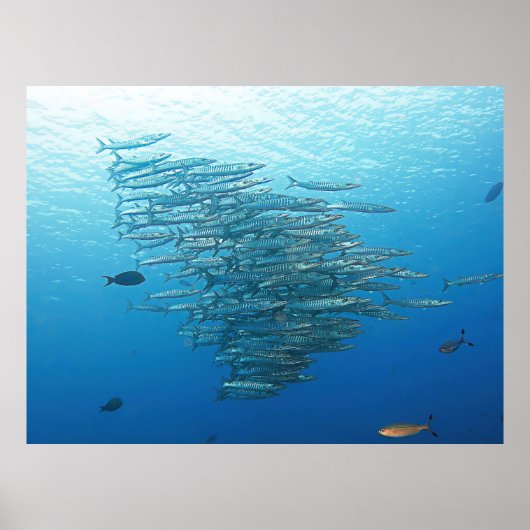 バラクーダパーティー ポスター (正面)