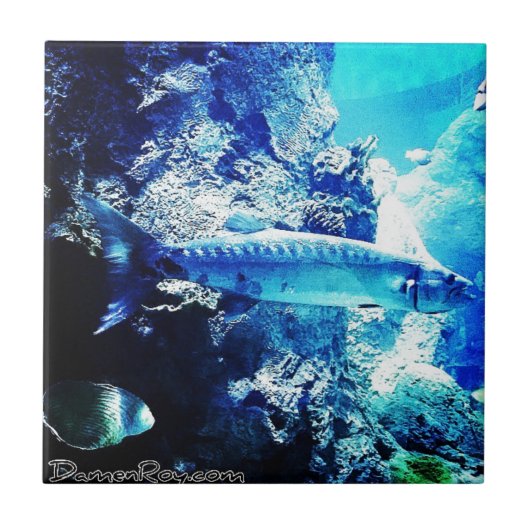 バラクーダ タイル (正面)