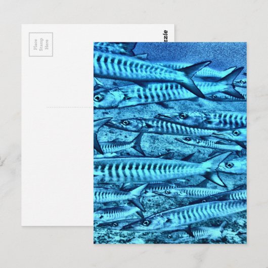 バラクーダ ポストカード (正面/裏面)