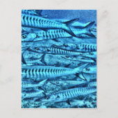 バラクーダ ポストカード (正面)