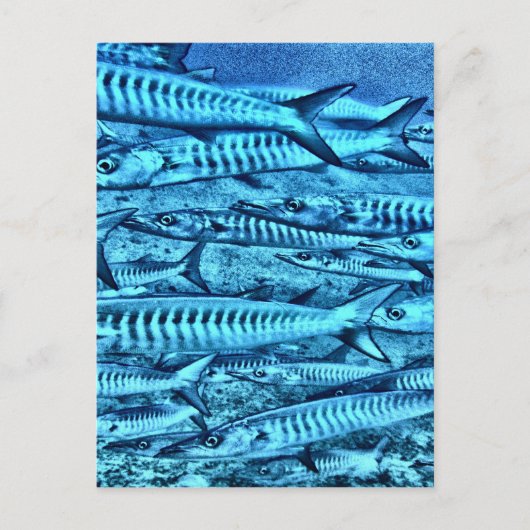 バラクーダ ポストカード (正面)