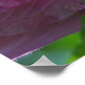 バラシャロン花 ポスター (角)