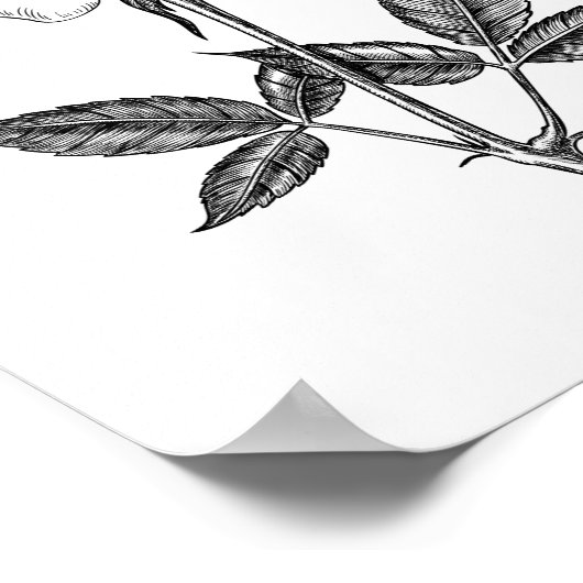 バラスケッチ ポスター (角)