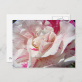 バラズピンクの白いバラの花1枚のカードギフトマグ ポストカード (正面/裏面)