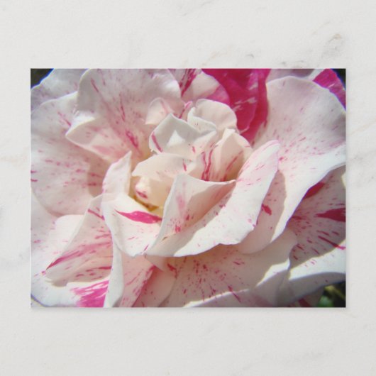 バラズピンクの白いバラの花1枚のカードギフトマグ ポストカード (正面)