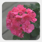 バラゼラニウムフラワー スクエアシール (正面)