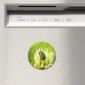 バラチェーファー磁石 マグネット (インサイチュ (食洗機))