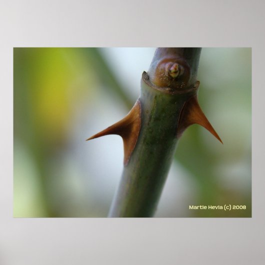 バラトーンズ ポスター (正面)