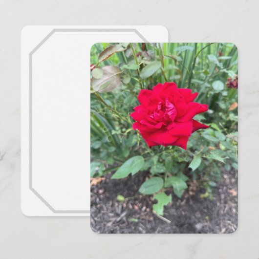 バラノートカード (正面/裏面)