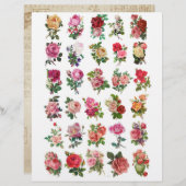 バラビクトリアンフッシー切断 (正面/裏面)