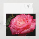 バラピンク色の濃い ポストカード (正面/裏面)
