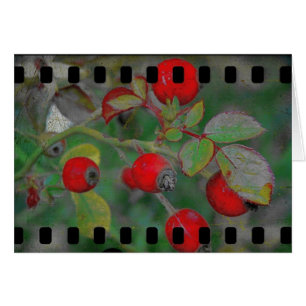 バラフィルム2