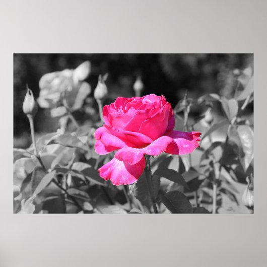 バラブラック&ホワイト ポスター (正面)