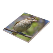 バラブレストグロスバークフェウチクスルドビシアヌス タイル (側面)