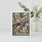 バラブレストグロスビーク – Robert Bruce Horsfall ポストカード (スタンド正面)