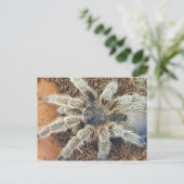 バラヘアポストカード ポストカード (スタンド正面)