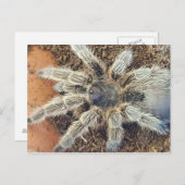 バラヘアポストカード ポストカード (正面/裏面)