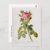 バラボタニカルプリントローザビフェラバイレドゥート ポストカード (正面/裏面)