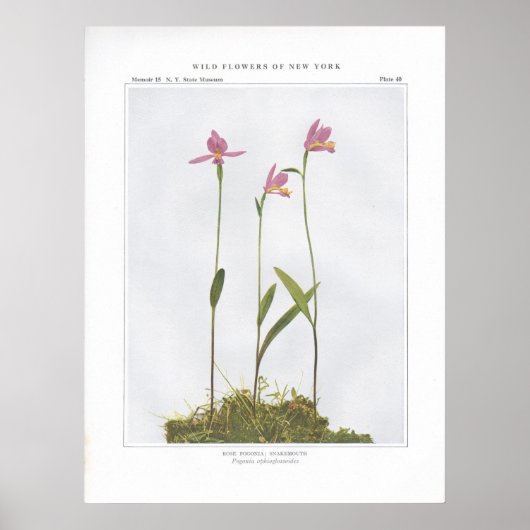 バラポゴニア； Snakemouth - Pogonia ophioglossoides ポスター (正面)