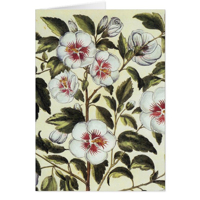 バラマロー (正面)