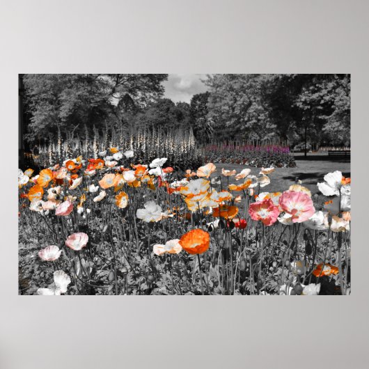 バララットボタニックガーデンズフローラディスプレイ ポスター (正面)