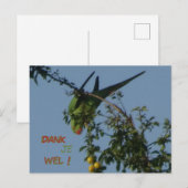 バラリングセイインコの感謝を伝えるポストカード ポストカード (正面/裏面)