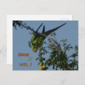 バラリングParaketありがとうはがき ポストカード (正面/裏面)