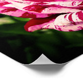 バラレッドピンク ポスター (角)