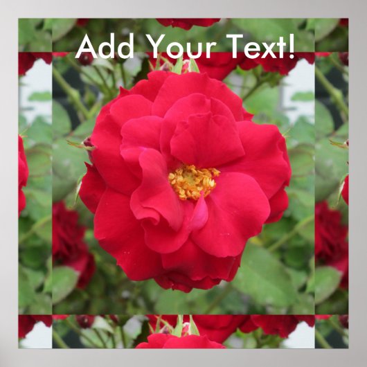 バラロートブルーム ポスター (正面)