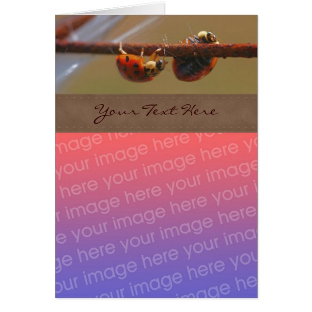 バランスの取れるレディバグズ自然の写真 (正面)