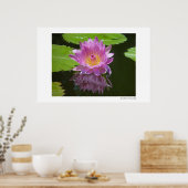 バラ反射 ポスター (キッチン)